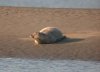 Common Seal at Westcliff Seafront (Paul Griggs) (22874 bytes)